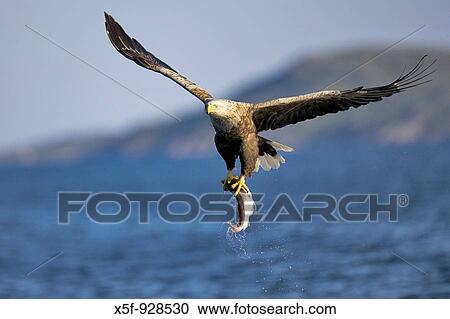 White Tailed Sea Eagle in Flight Norway View Large Photo Image Stock Image - White Tailed Sea Eagle in Flight Norway. Fotosearch