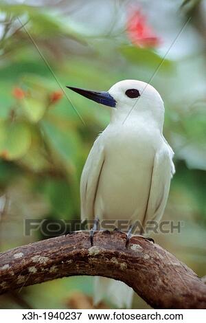 White Tern, Gygis alba, Bird Island, Republic of Seychelles, Indian Ocean View Large Photo Image Stock Photo - White Tern, Gygis alba, Bird Island, Republic of Seychelles, Indian Ocean. Fotosearch