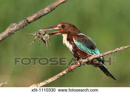 White-throated Kingfisher, Halcyon smyrnensis, also known as the White-breasted Kingfisher or Smyrna Kingfisher with a hunted crab Israel Summer August 2007 View Large Photo Image Stock Image - White-throated Kingfisher, Halcyon smyrnensis, also known as the White-breasted Kingfisher or Smyrna Kingfisher with a hunted crab Israel Summer August 2007. Fotosearch