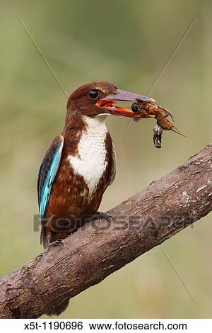 Stock Photograph - White-throated Kingfisher, Halcyon smyrnensis, also known as the White-breasted Kingfisher or Smyrna Kingfisher with a hunted crab Israel Spring June 2010. Fotosearch