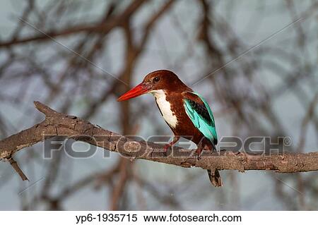 White-throated Kingfisher (Halcyon smyrnensis) sitting on branch, Keoladeo National Park, India View Large Photo Image Stock Photography - White-throated Kingfisher (Halcyon smyrnensis) sitting on branch, Keoladeo National Park, India. Fotosearch