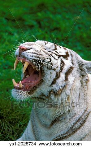 Picture - White Tiger, panthera tigris, Adult Yawning.. Fotosearch