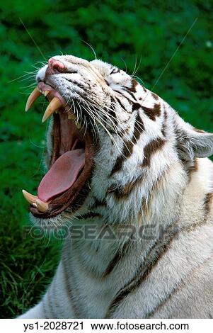 White Tiger, panthera tigris, adult Yawning, with Open Mouth. View Large Photo Image Stock Image - White Tiger, panthera tigris, adult Yawning, with Open Mouth.. Fotosearch