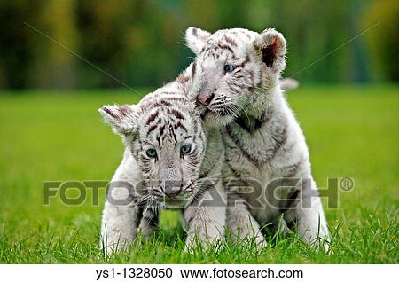 Stock Image - WHITE TIGER panthera tigris, CUB STANDING ON GRASS. Fotosearch
