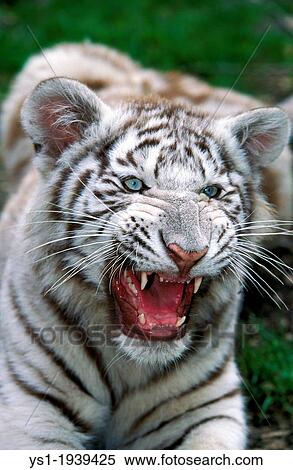 White Tiger, panthera tigris, Cub snarling. View Large Photo Image Stock Photography - White Tiger, panthera tigris, Cub snarling.. Fotosearch