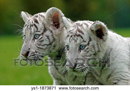 White Tiger, panthera tigris, Portrait of Cub View Large Photo Image Stock Image - White Tiger, panthera tigris, Portrait of Cub. Fotosearch