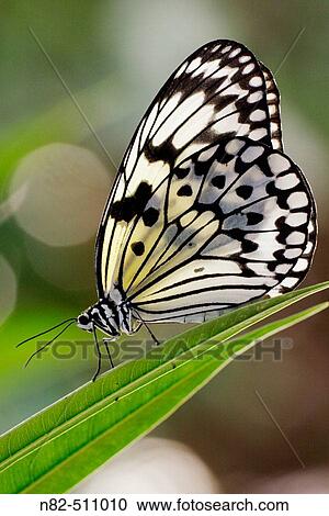 White Tree Nymph (Idea leuconoe) on leaf View Large Photo Image Stock Image - White Tree Nymph (Idea leuconoe) on leaf. Fotosearch