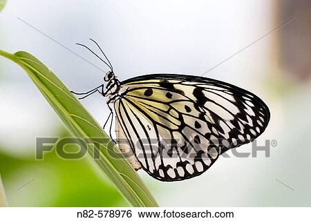 Stock Photograph - White Tree Nymph (Idea leuconoe) resting on leaf. Fotosearch