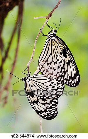 White Tree Nymphs (Idea leuconoe) mating View Large Photo Image Picture - White Tree Nymphs (Idea leuconoe) mating. Fotosearch