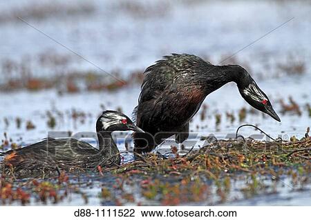 White-tufted Grebe (Rollandia rolland). Pebble Island, Falkland Islands View Large Photo Image Stock Image - White-tufted Grebe (Rollandia rolland). Pebble Island, Falkland Islands. Fotosearch