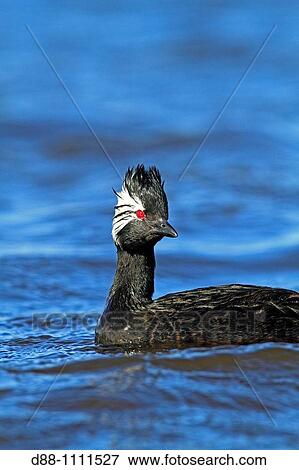 White-tufted Grebe (Rollandia rolland). Pebble Island, Falkland Islands View Large Photo Image Stock Photo - White-tufted Grebe (Rollandia rolland). Pebble Island, Falkland Islands. Fotosearch