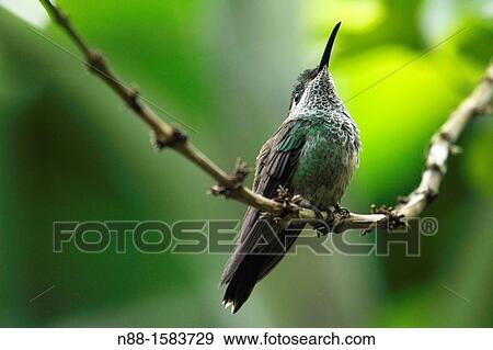 White-vented Plumeleteer, Chalyburra buffoni, Parque Nacional Yacambu, Venezuela View Large Photo Image Stock Photo - White-vented Plumeleteer, Chalyburra buffoni, Parque Nacional Yacambu, Venezuela. Fotosearch