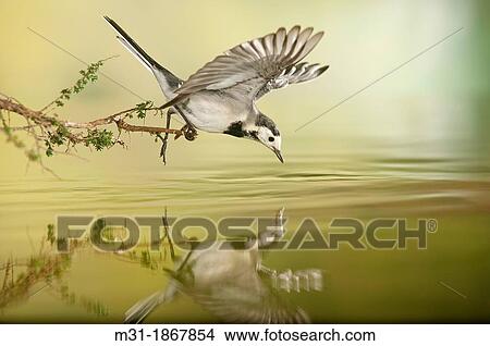 White Wagtail Motacilla alba, Alicante, Spain, Europe View Large Photo Image Picture - White Wagtail Motacilla alba, Alicante, Spain, Europe. Fotosearch