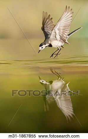 White Wagtail Motacilla alba, Alicante, Spain, Europe View Large Photo Image Stock Photography - White Wagtail Motacilla alba, Alicante, Spain, Europe. Fotosearch