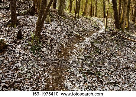 Whiteoak Sink Trail, Great Smoky Mountains NP, TN View Large Photo Image Stock Image - Whiteoak Sink Trail, Great Smoky Mountains NP, TN. Fotosearch