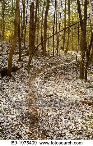 Stock Photo - Whiteoak Sink Trail, Great Smoky Mountains NP, TN. Fotosearch