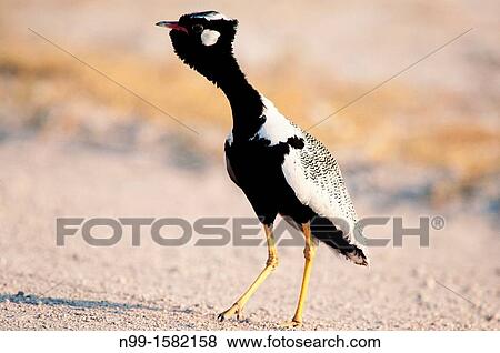 Whitequilled Korhaan Eupodotis afraoides, male displaying, Etosha National Park, Namibia View Large Photo Image Stock Photo - Whitequilled Korhaan Eupodotis afraoides, male displaying, Etosha National Park, Namibia. Fotosearch