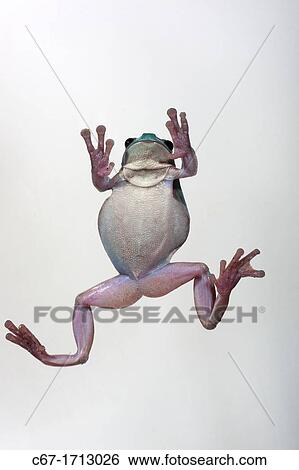 Whites Tree Frog Litoria caerulea View Large Photo Image Stock Photograph - Whites Tree Frog Litoria caerulea. Fotosearch