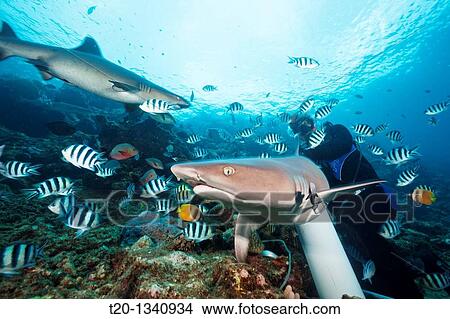 Picture - Whitetip Reef Shark at Shark Feeding, Triaenodon obesus, Beqa Lagoon, Viti Levu, Fiji. Fotosearch