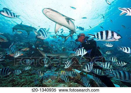 Stock Photography - Whitetip Reef Shark at Shark Feeding, Triaenodon obesus, Beqa Lagoon, Viti Levu, Fiji. Fotosearch