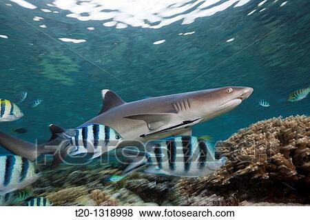 Whitetip Reef Shark, Triaenodon obesus, Beqa Lagoon, Viti Levu, Fiji View Large Photo Image Stock Photo - Whitetip Reef Shark, Triaenodon obesus, Beqa Lagoon, Viti Levu, Fiji. Fotosearch