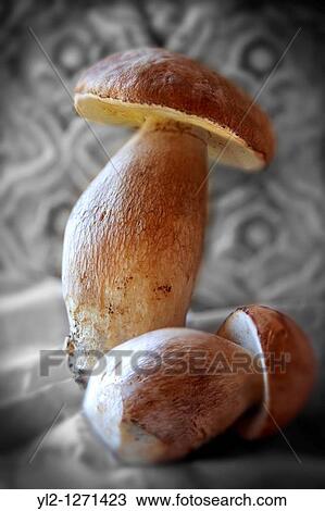 Whole fresh wild ceps mushrooms View Large Photo Image Stock Image - Whole fresh wild ceps mushrooms. Fotosearch