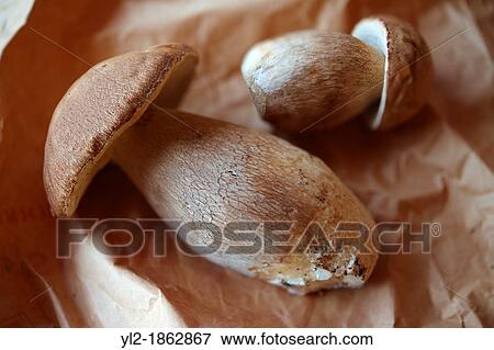 Whole wild Cepes mushrooms, View Large Photo Image Stock Photo - Whole wild Cepes mushrooms,. Fotosearch