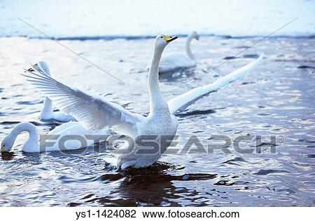 WHOOPER SWAN cygnus cygnus, ADULT TAKING OF FROM WATER, HOKKAIDO IN JAPAN View Large Photo Image Stock Image - WHOOPER SWAN cygnus cygnus, ADULT TAKING OF FROM WATER, HOKKAIDO IN JAPAN. Fotosearch