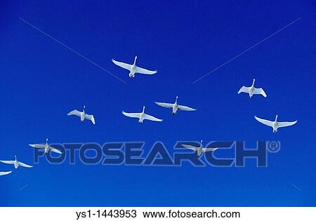 WHOOPER SWAN cygnus cygnus, ADULTS IN FLIGHT, HOKKAIDO ISLAND IN JAPAN View Large Photo Image Stock Image - WHOOPER SWAN cygnus cygnus, ADULTS IN FLIGHT, HOKKAIDO ISLAND IN JAPAN. Fotosearch