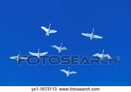 Whooper Swan, cygnus cygnus, Adults in Flight against Blue Sky, Hokkaido Island in Japan View Large Photo Image Stock Image - Whooper Swan, cygnus cygnus, Adults in Flight against Blue Sky, Hokkaido Island in Japan. Fotosearch