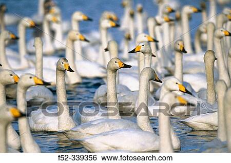 Whooper Swan (Cygnus cygnus) on Kushiro wetlands. Hokkaido, Japan View Large Photo Image Stock Photograph - Whooper Swan (Cygnus cygnus) on Kushiro wetlands. Hokkaido, Japan. Fotosearch