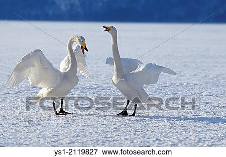 Whooper Swan, cygnus cygnus, Pair in Courtship Display, Hokkaido Island in Japan. View Large Photo Image Stock Photo - Whooper Swan, cygnus cygnus, Pair in Courtship Display, Hokkaido Island in Japan.. Fotosearch