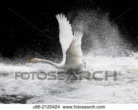 Whooper Swan, Soder? sen, Sk? ne, Sweden. View Large Photo Image Picture - Whooper Swan, Soder? sen, Sk? ne, Sweden.. Fotosearch