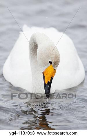 Whooper Swan Spring 2010 Kuusamo area, Finland View Large Photo Image Stock Image - Whooper Swan Spring 2010 Kuusamo area, Finland. Fotosearch
