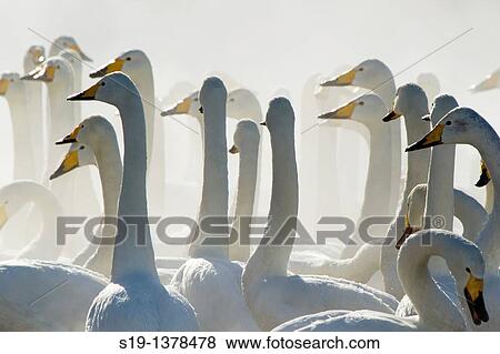 Stock Photo - Whooper Swans, Winter, Hokkaido, Japan. Fotosearch