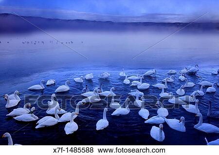 Whopper Swans Cygnus cygnus in Lake Kussharo, Akan National Park, Hokkaido, Japan View Large Photo Image Stock Photo - Whopper Swans Cygnus cygnus in Lake Kussharo, Akan National Park, Hokkaido, Japan. Fotosearch