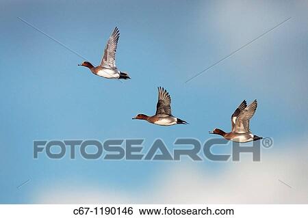 Wigeon Anas penelope Drakes in flight View Large Photo Image Stock Photograph - Wigeon Anas penelope Drakes in flight. Fotosearch