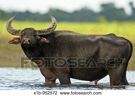 Wild Asiatic Water Buffalo Bubalis bubalis arnee Kaziranga National Park, Assam, India View Large Photo Image Stock Image - Wild Asiatic Water Buffalo Bubalis bubalis arnee Kaziranga National Park, Assam, India. Fotosearch