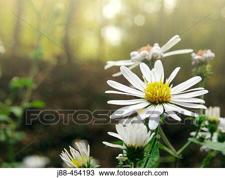 Stock Image - Wild asters (Aster sp. ) - Appalachian foothills, Southeast Ohio, USA. Fotosearch