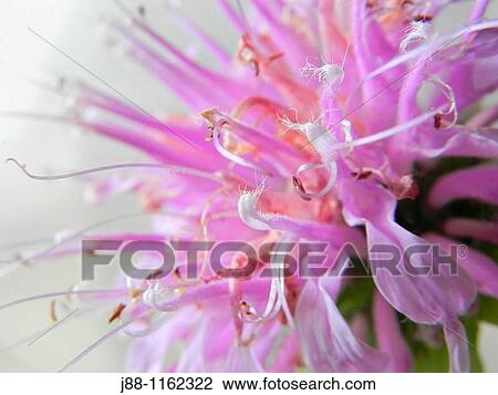 Stock Image - Wild bergamot Monarda fistulosa flower. Fotosearch
