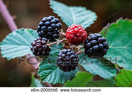 Wild Blackberry (Rubus ulmifolius) with fruits. View Large Photo Image Stock Photograph - Wild Blackberry (Rubus ulmifolius) with fruits.. Fotosearch