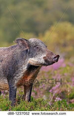 Wild Boar Sus scrofa family, suidae order: artiodactyla. View Large Photo Image Stock Image - Wild Boar Sus scrofa family, suidae order: artiodactyla.. Fotosearch