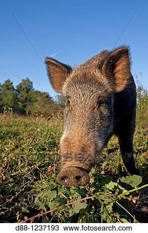 Wild Boar Sus scrofa family, suidae order: artiodactyla. View Large Photo Image Stock Image - Wild Boar Sus scrofa family, suidae order: artiodactyla.. Fotosearch