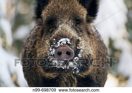 Wild boar (Sus scrofa), front view of trunk and tusks, snow in winter, forest in Bavaria View Large Photo Image Stock Photo - Wild boar (Sus scrofa), front view of trunk and tusks, snow in winter, forest in Bavaria. Fotosearch