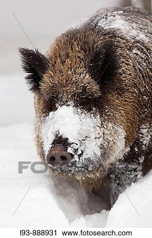 Wild boar (Sus scrofa) in winter View Large Photo Image Stock Image - Wild boar (Sus scrofa) in winter. Fotosearch
