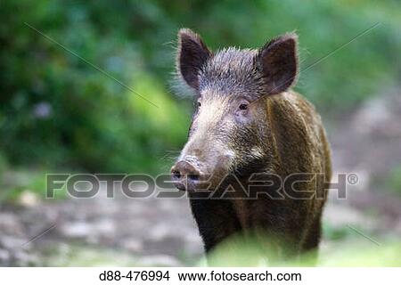 Wild Boar (Sus scrofa). View Large Photo Image Picture - Wild Boar (Sus scrofa).. Fotosearch