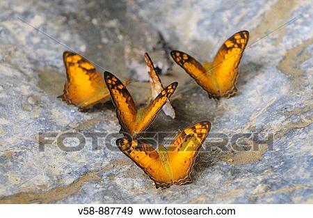 Stock Photo - Wild butterflies, Tham Khang caves, Muang Ngoi region, Luang Prabang province, Laos. Fotosearch