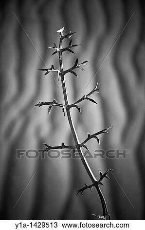 Stock Image - Wild carrot on the Almard? beach, Val? ncia. Fotosearch
