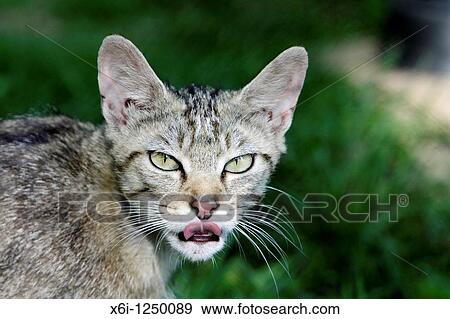 Wild Cat Felis silvestris, portrait of animal, Germany View Large Photo Image Stock Photo - Wild Cat Felis silvestris, portrait of animal, Germany. Fotosearch