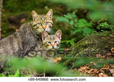 Wild cat (Felis sylvestris), mother and cub, attentiveness National Park of Bavarian Forest, Germany View Large Photo Image Stock Photograph - Wild cat (Felis sylvestris), mother and cub, attentiveness National Park of Bavarian Forest, Germany. Fotosearch